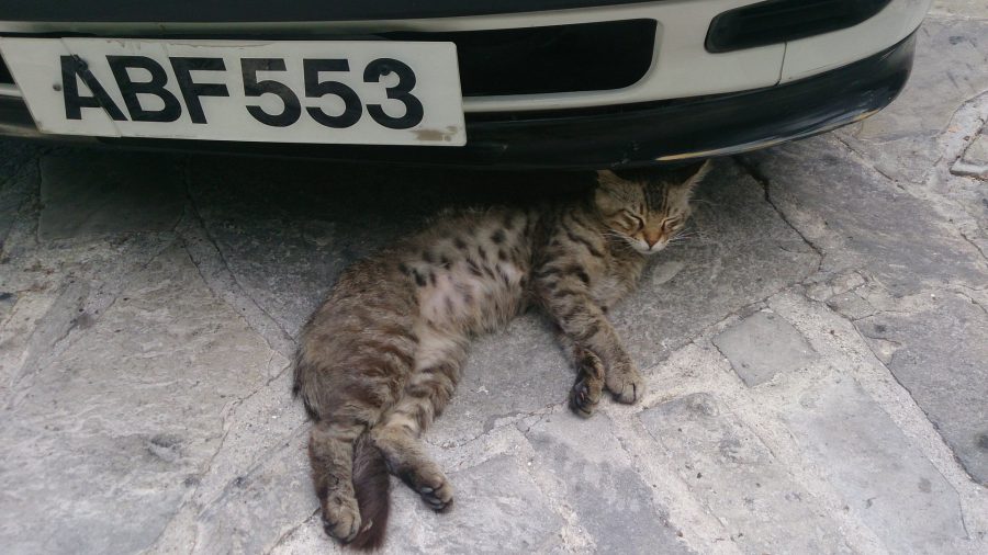 Монастырские котики