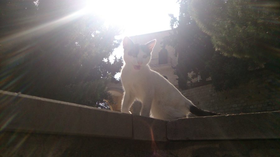 Монастырские котики