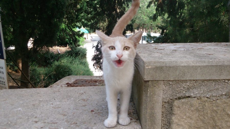 Монастырские котики