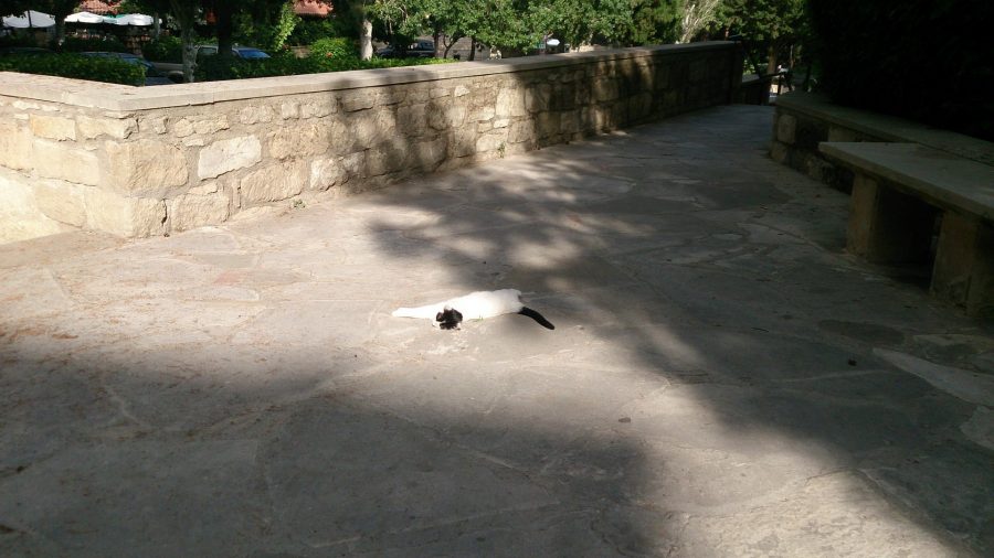 Монастырские котики