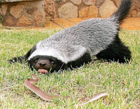 Змея, которой капитально не повезло