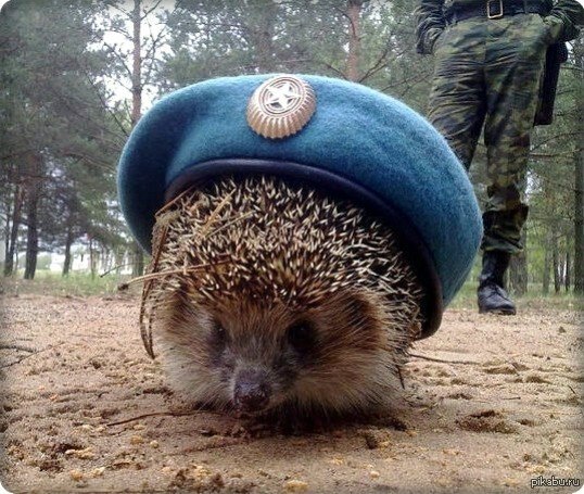 Последний резерв ВС РФ Последний резерв ВС РФ