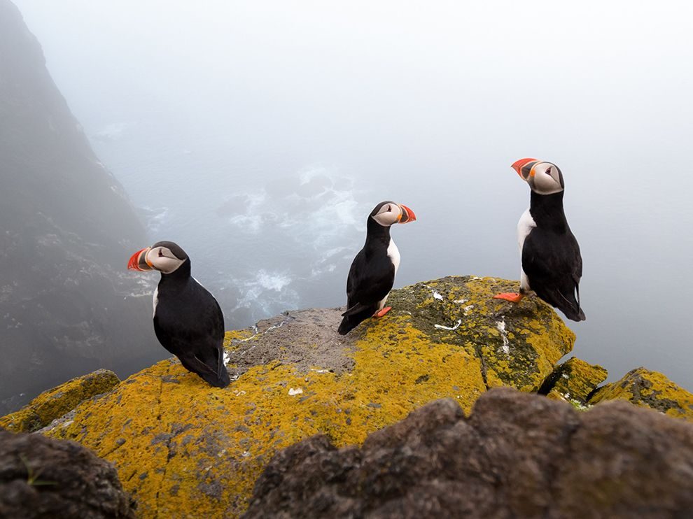 Iceland Latrabjarg Puffins