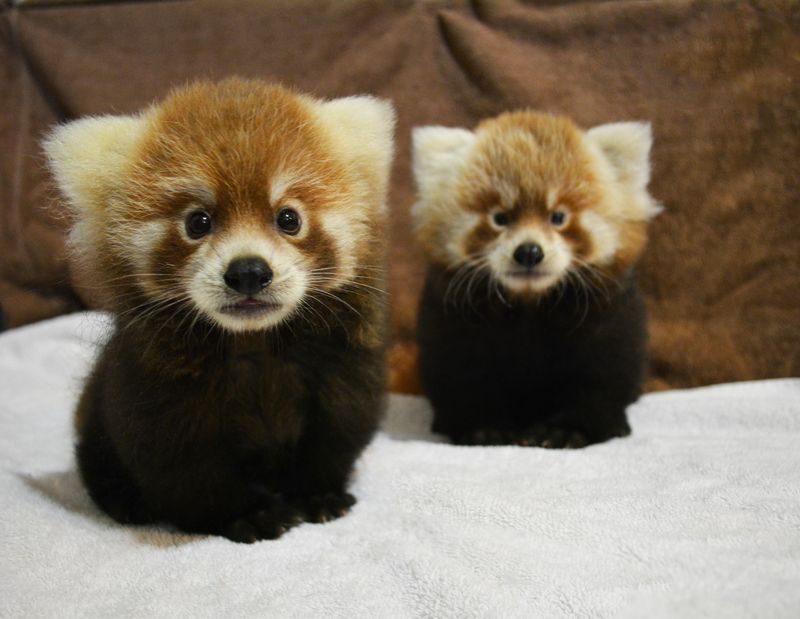 Красные панды Красные панды