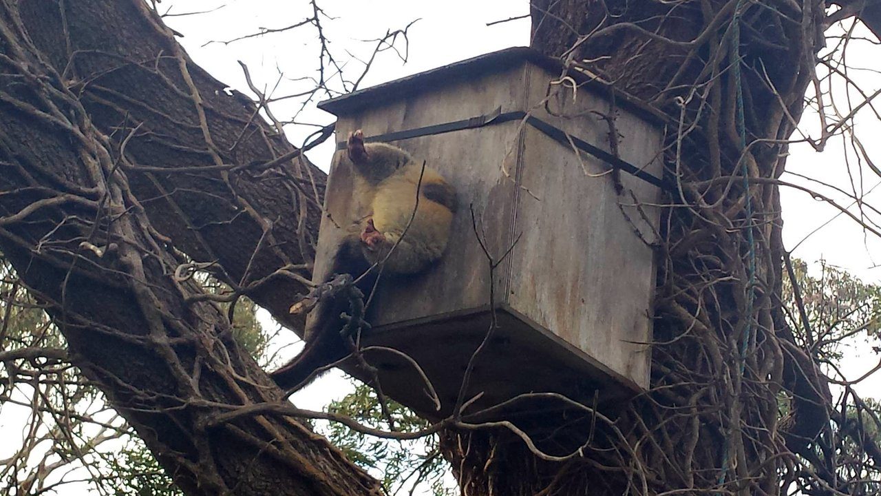 Кто ходит в гости по утрам