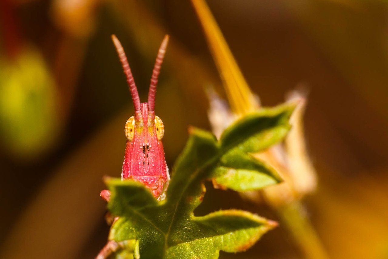 Кто козёл? Кто козёл?