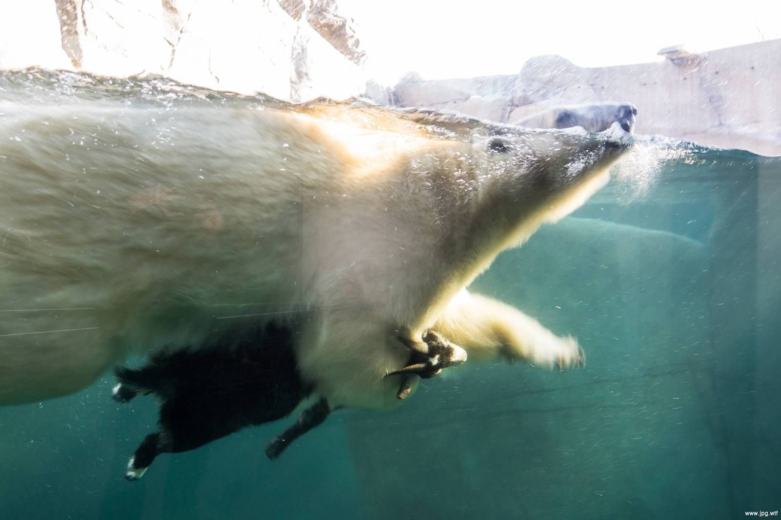 Медведь учит козлика плавать Медведь учит козлика плавать