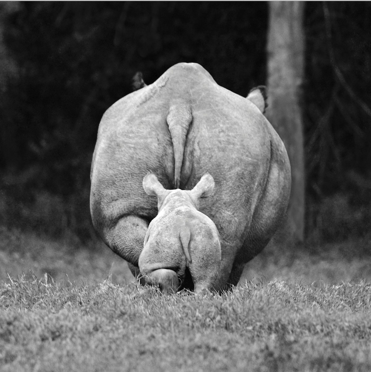 Носорожик с мамой