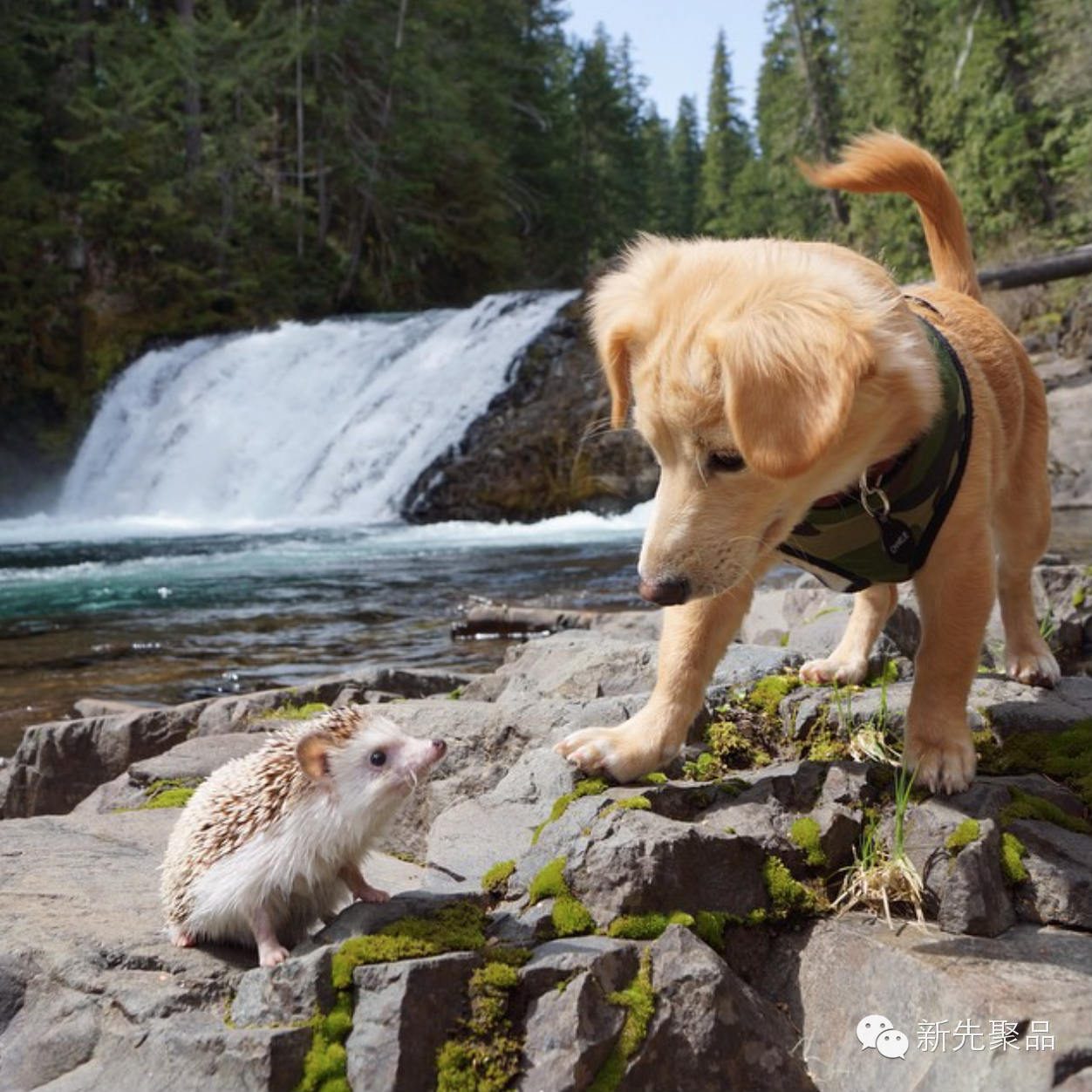 Привет! Ты кто?