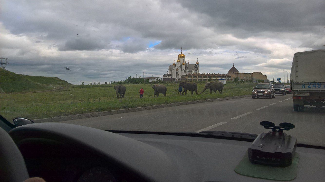 Россия - родина слонов