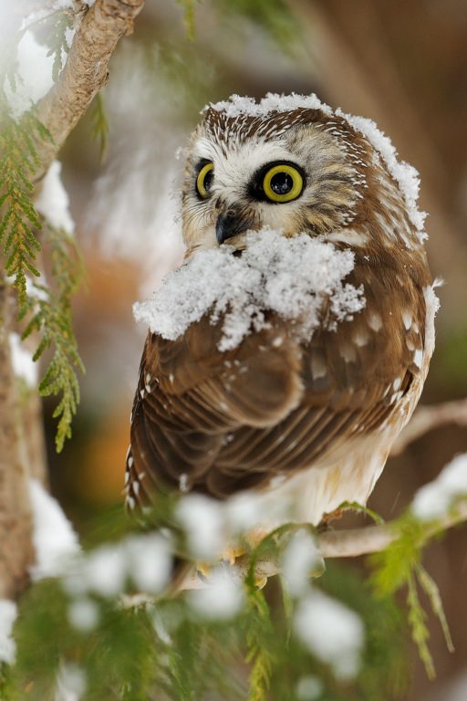 Североамериканский мохноногий сыч