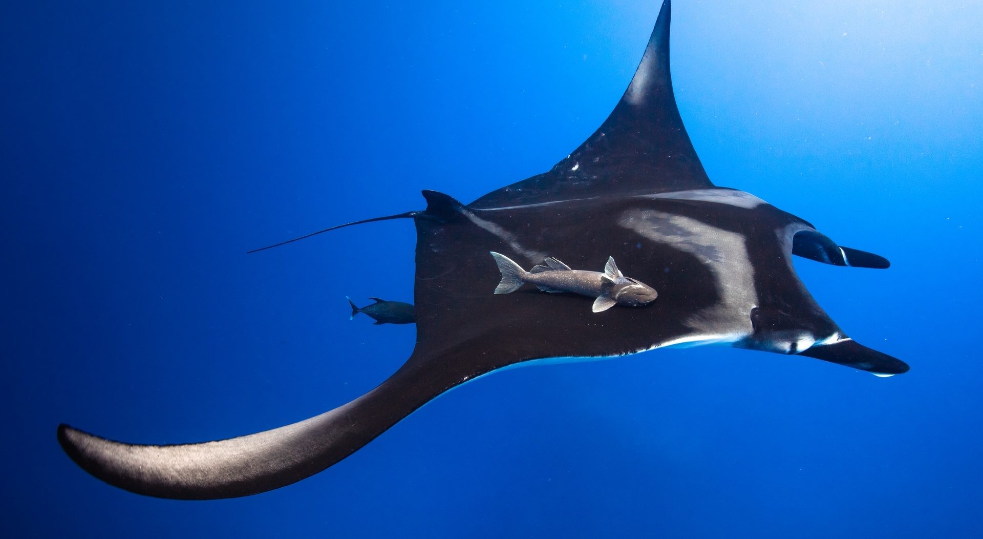 Скат и прилипала