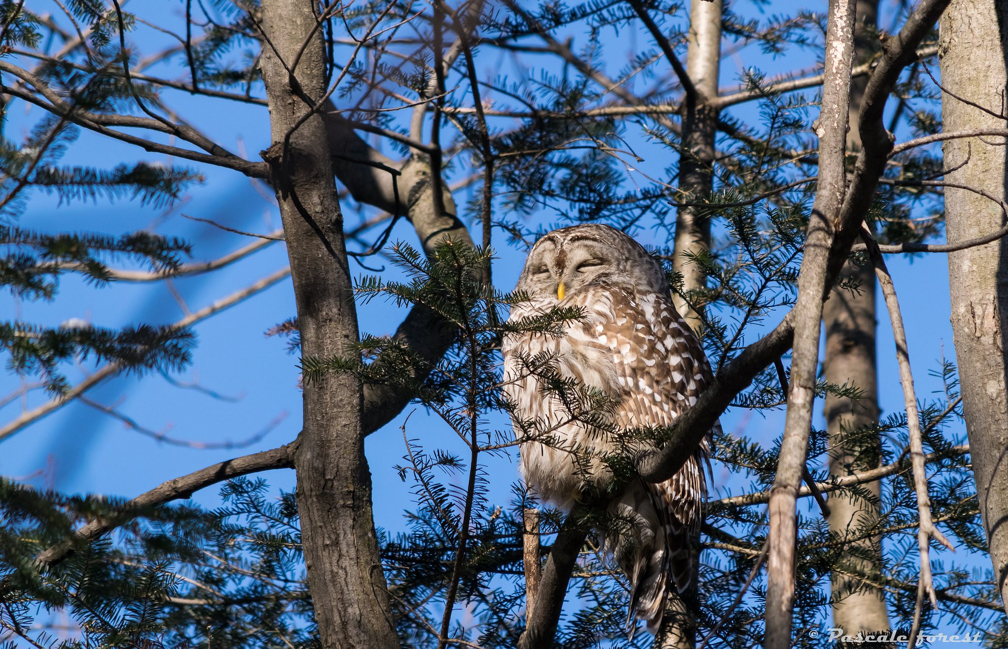 Совушка сладко спит