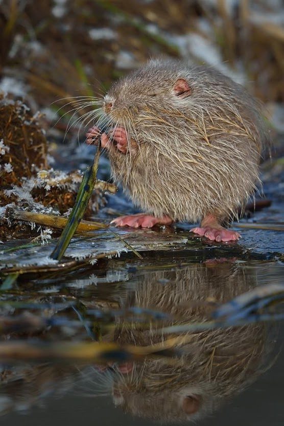 Спокойствие! Ондатра завтракает Спокойствие! Ондатра завтракает