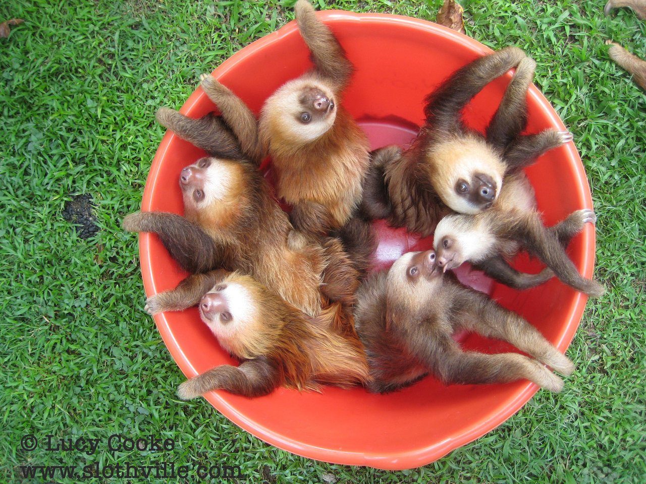 Ведро лени Ведро лени