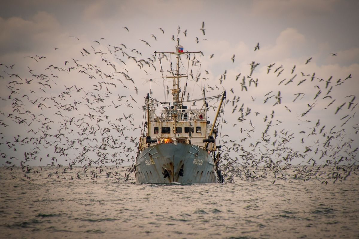 Восход и чайки