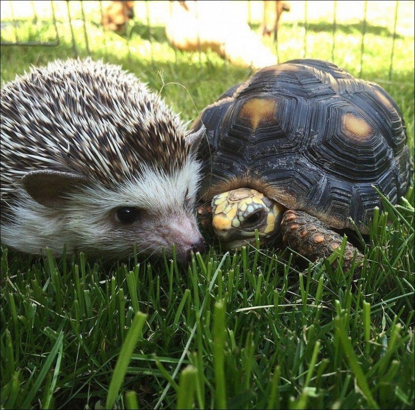 Ёжик и черепаха