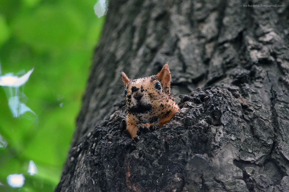 Чистота в доме? Не, не слышала.