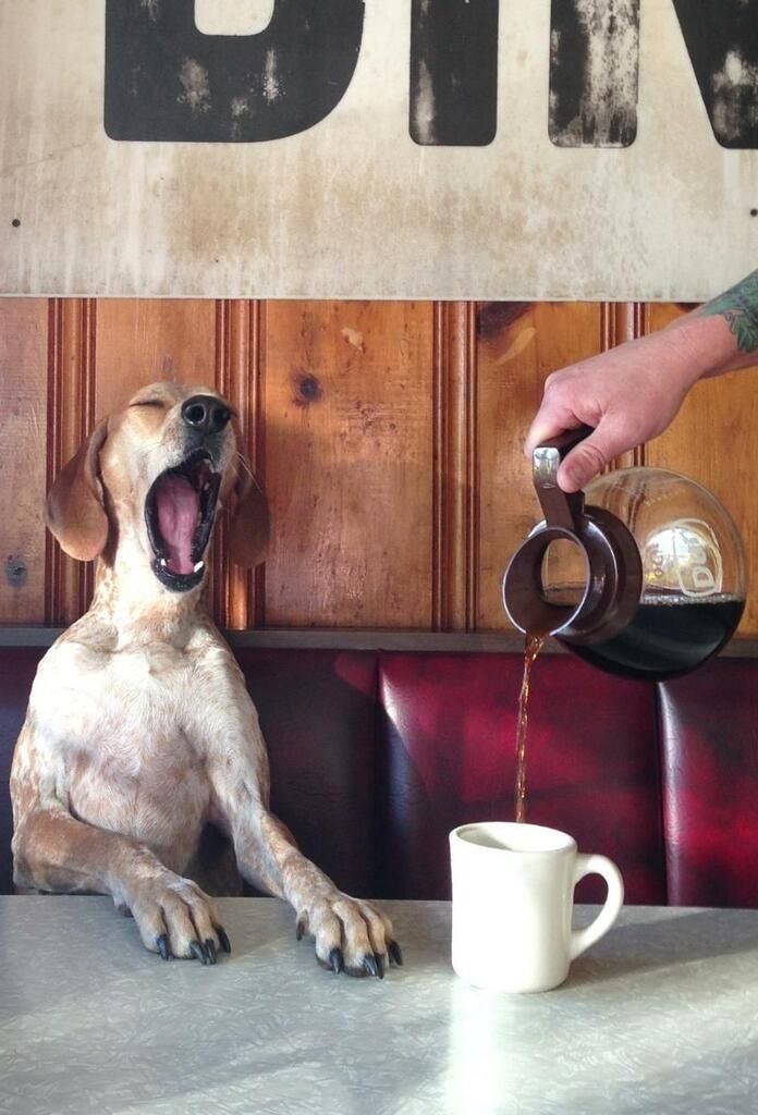 Заразительный зевок Заразительный зевок