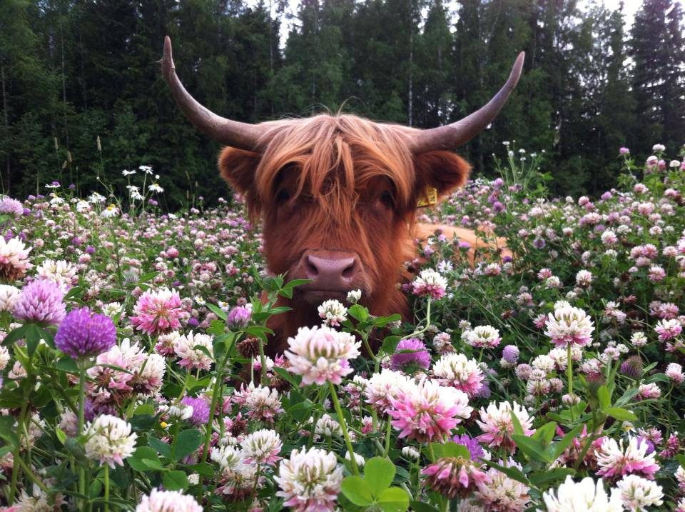 Highland cattle