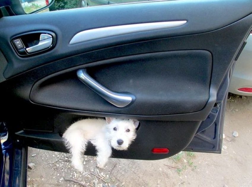 Место для перевозки собак