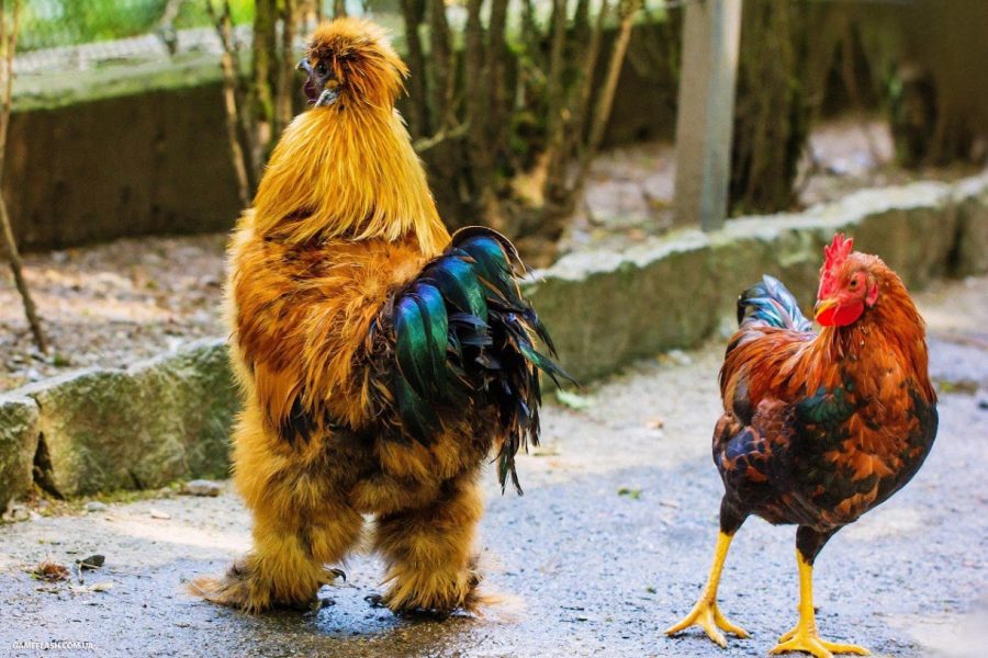 Петух и ПЕТУШИЩЕ!