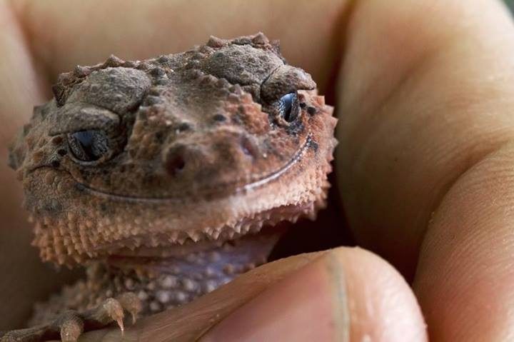 Позитивный ящер