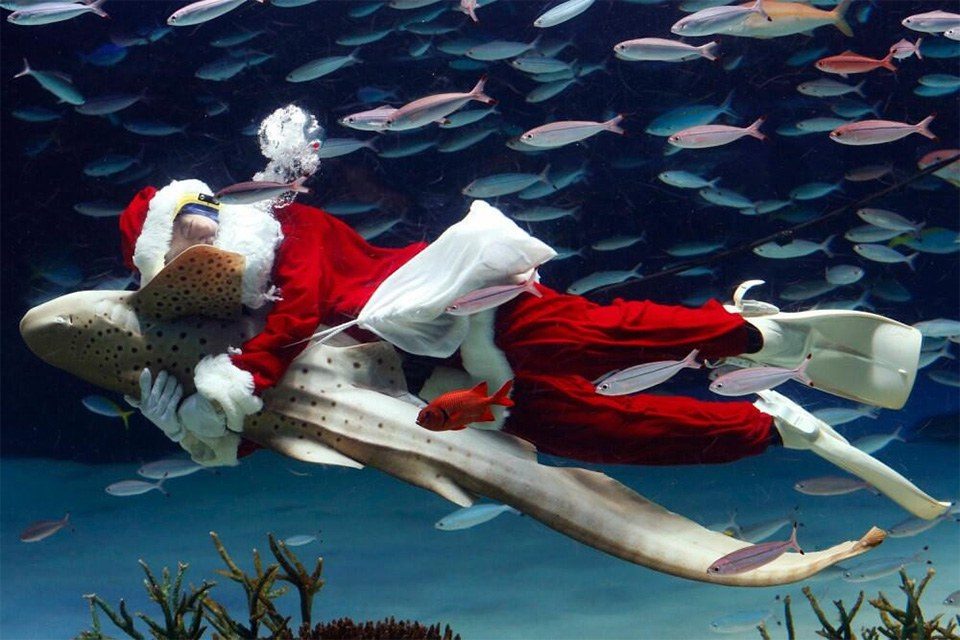 в обнимку с акулой в обнимку с акулой