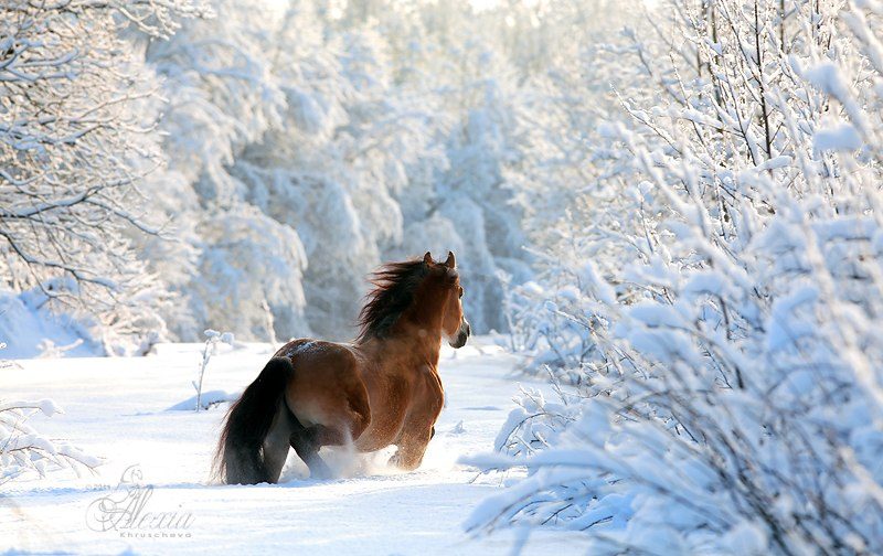 Зимний конь Зимний конь