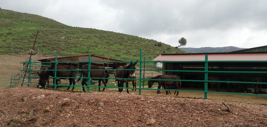 Argonaftis Donkey Farm