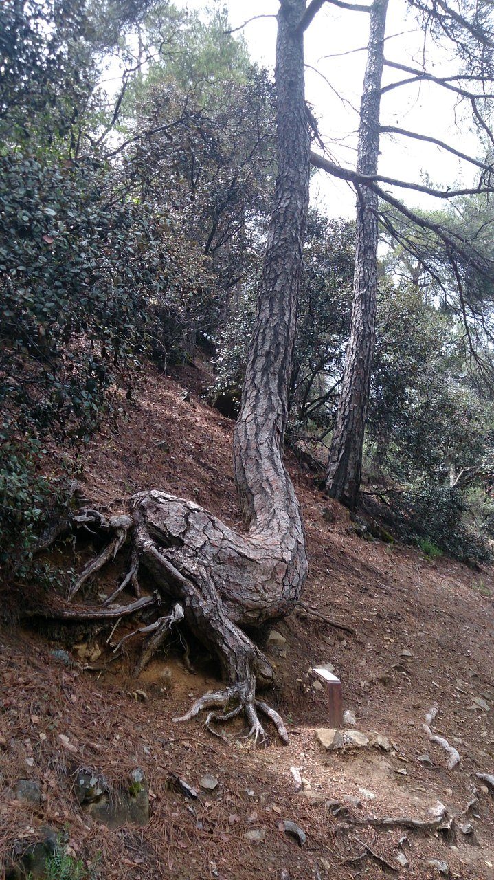Caledonia Nature Trail