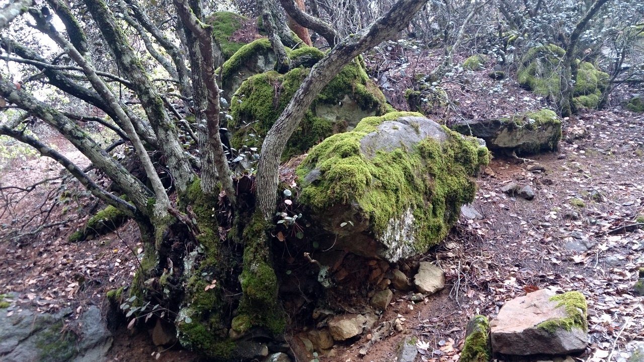 Caledonia Nature Trail