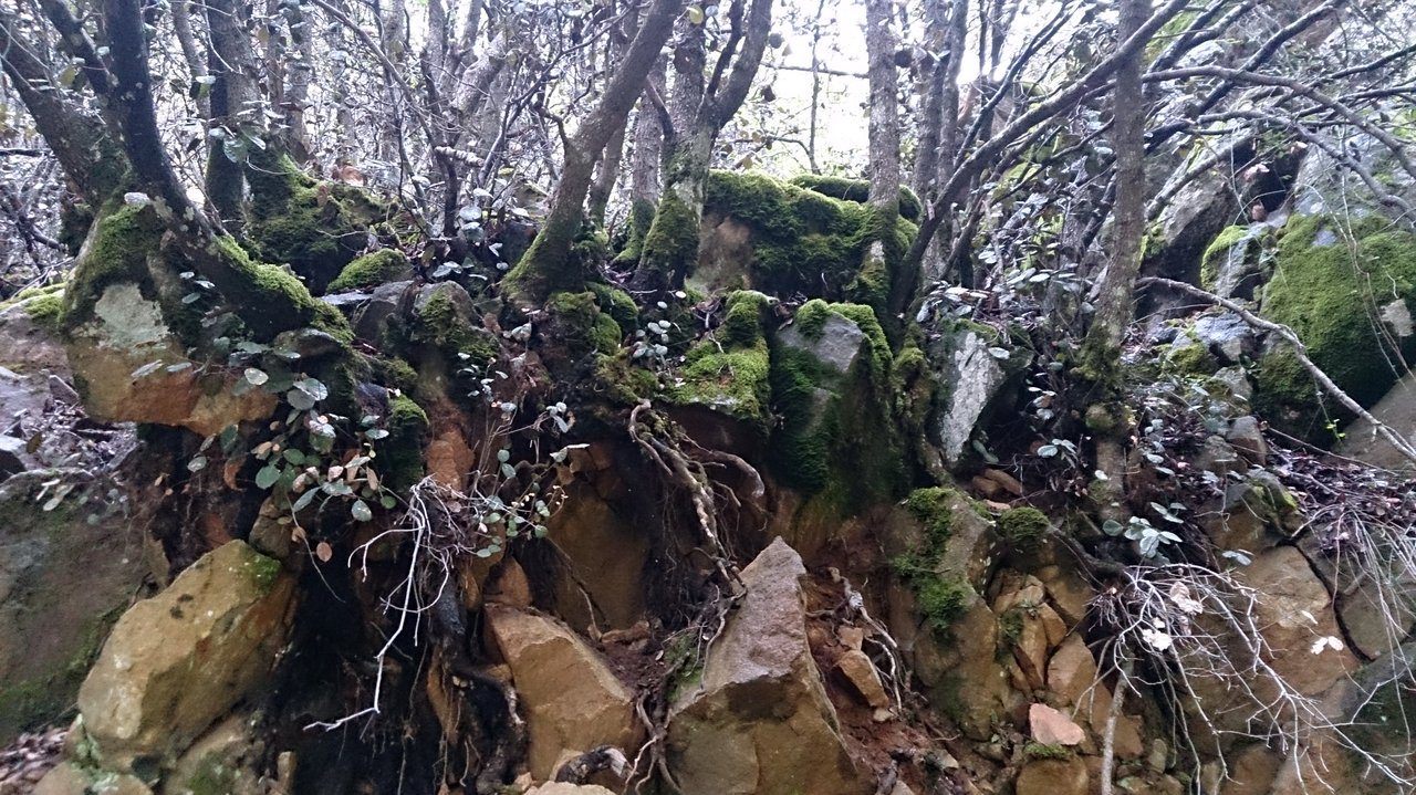 Caledonia Nature Trail