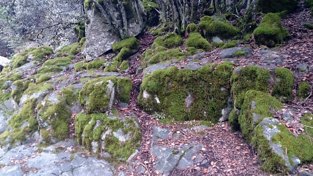 Caledonia Nature Trail