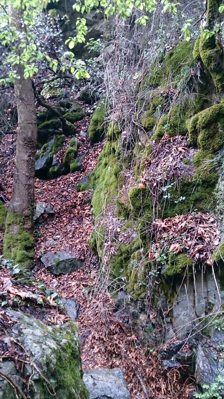 Caledonia Nature Trail