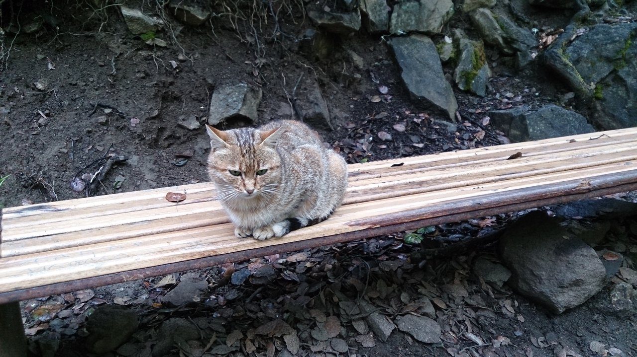 Хозяйка водопада