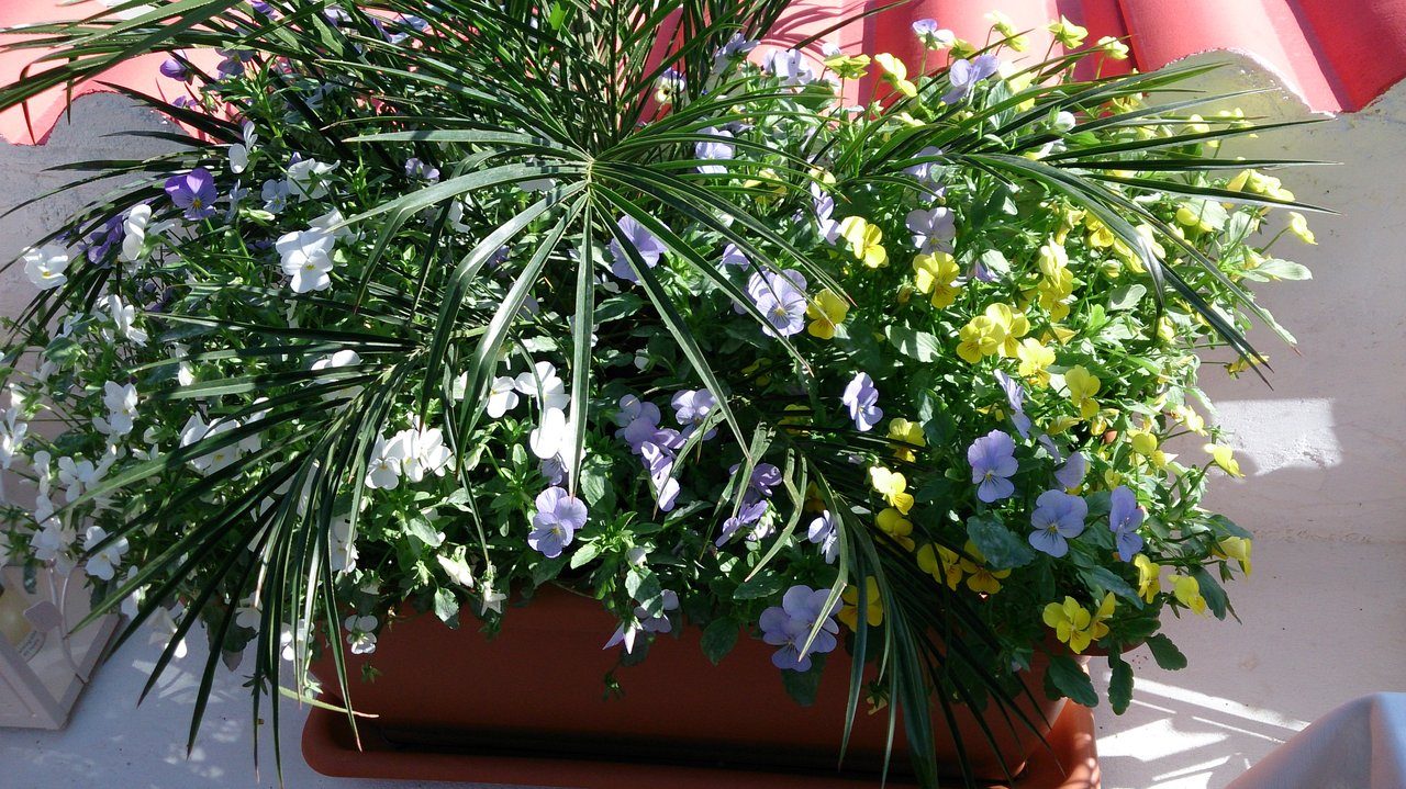 Цветы в ресторане