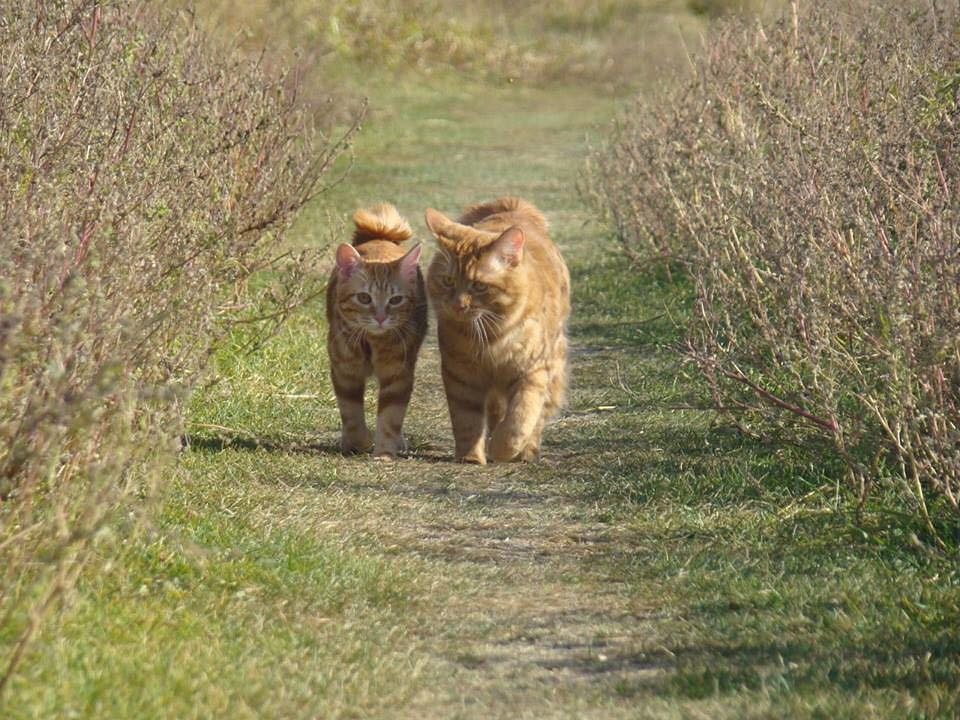 — А со временем мы и диван купим, и хозяев себе заведём...