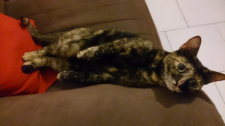 Дульсинея Тобосская