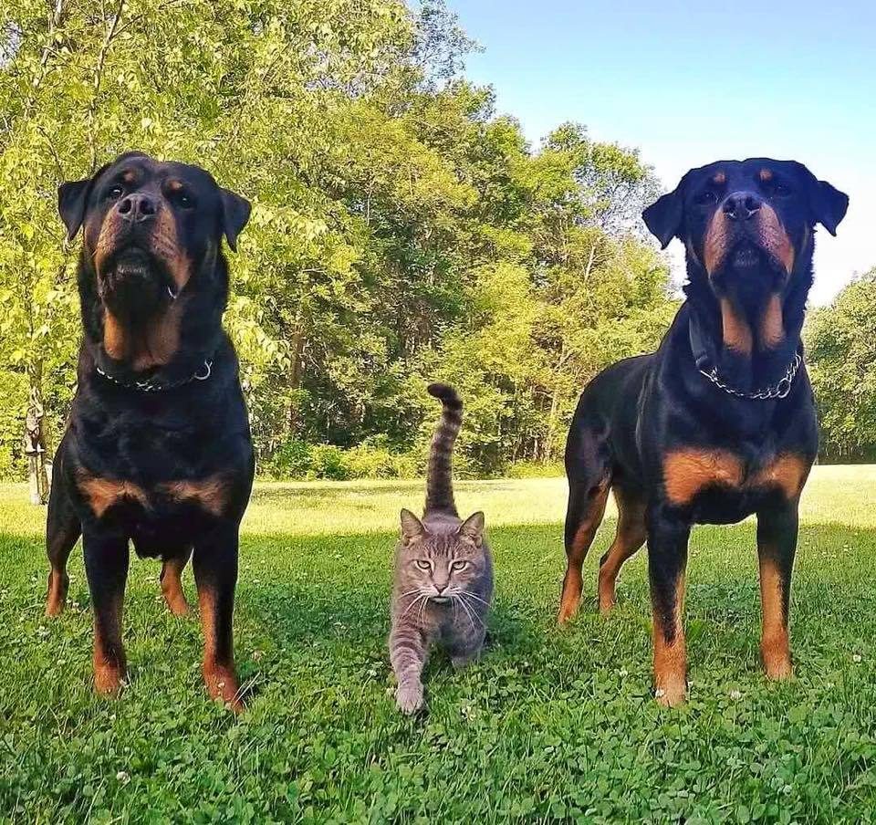 Дон Которлеоне