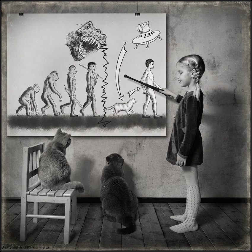 Эволюция человека: кошачья версия :)