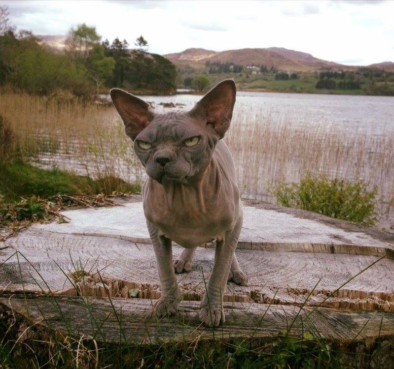 Котэ Баскервилей