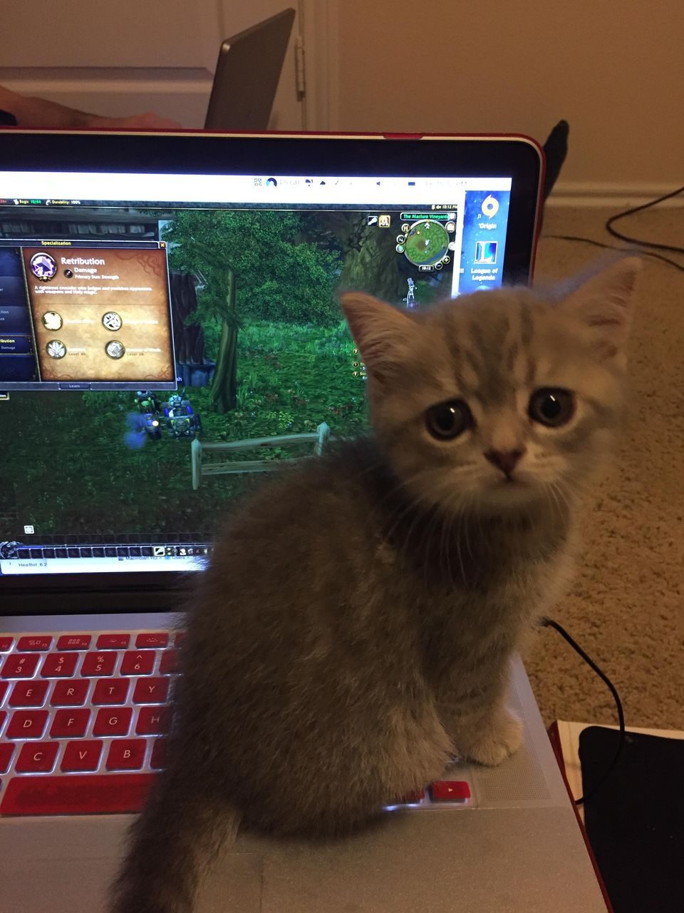 Котенька тоже очень хочет в Warcraft