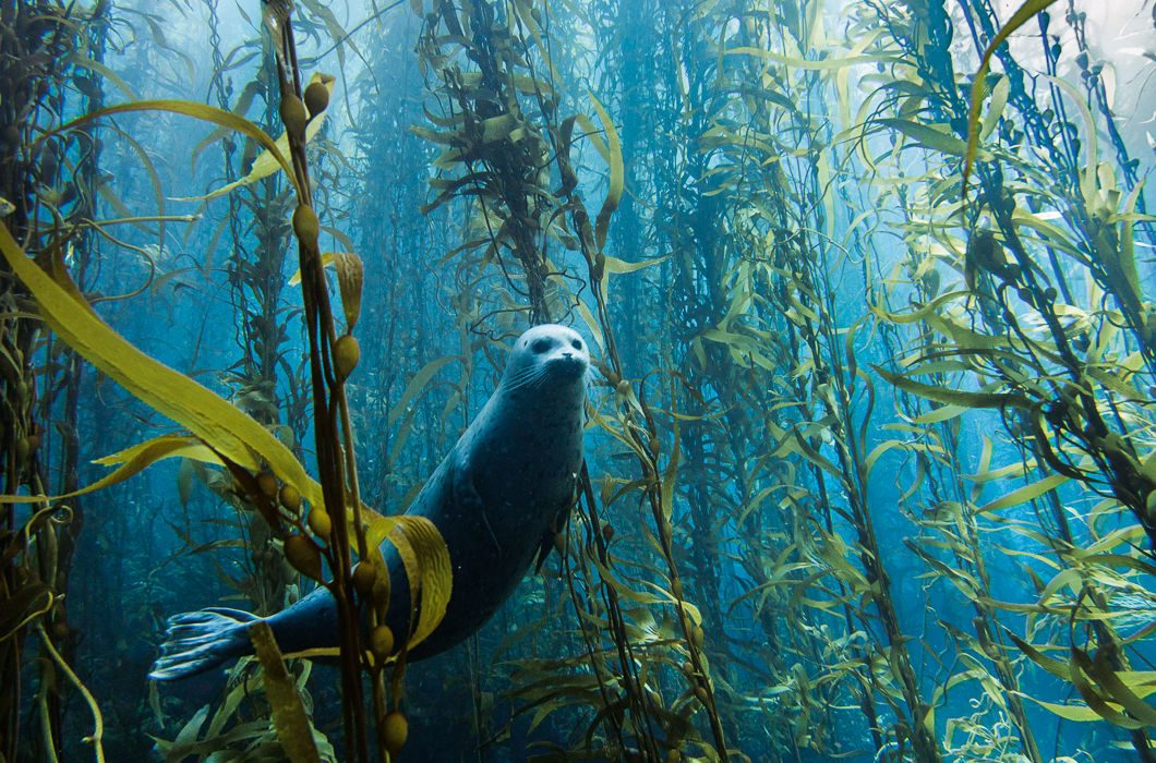 Пастбище морского котика