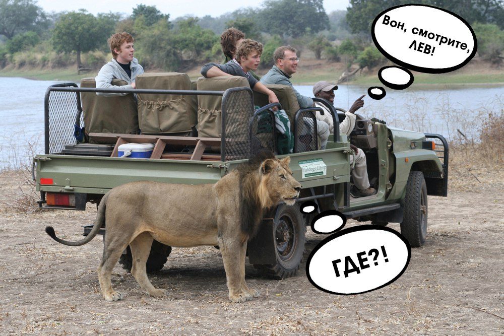 Вон, смотрите, лев! Вон, смотрите, лев!
