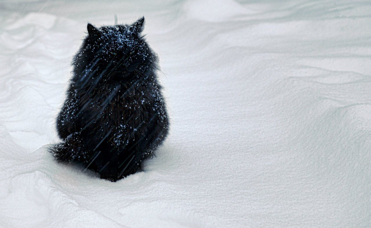 Злые вы все!