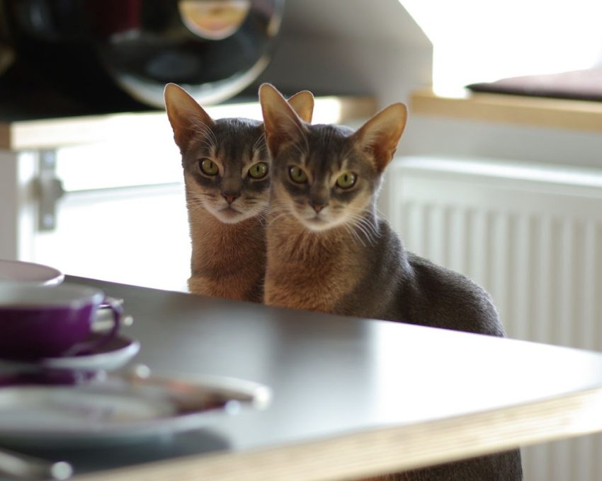 абиссинцы абиссинцы