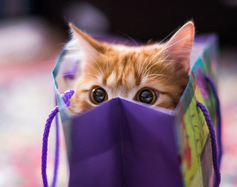 Пакетированный котэ