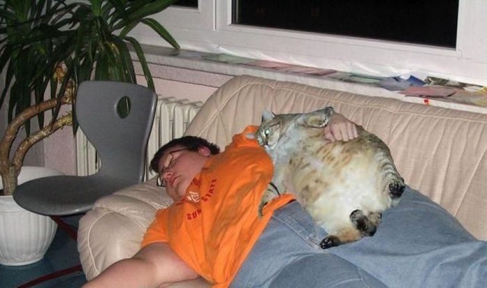 свинокотики