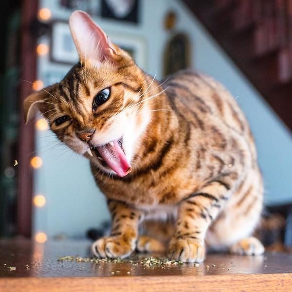 валерьянка